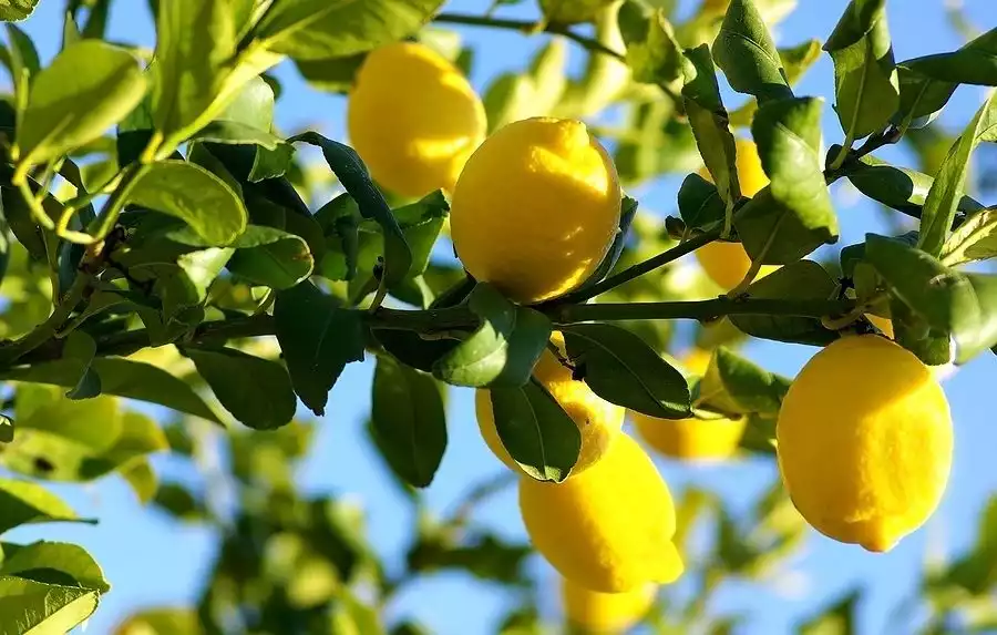 limon ağacıalıntı sözleri