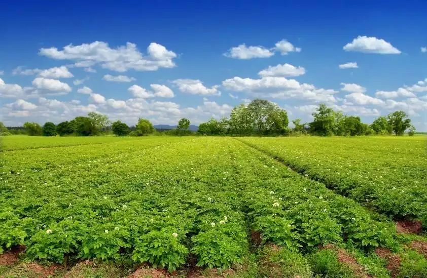 Green potatoes field end blue skyalıntı sözleri